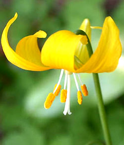 معرفی گل و گیاه: اریترونیوم زرد: Erythronium tuolumnense معرفی گل و گیاه: اریترونیوم زرد: Erythronium tuolumnense