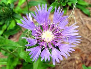 معرفی گل و گیاه: استوكزیا: Stokesia laevis معرفی گل و گیاه: استوكزیا: Stokesia laevis