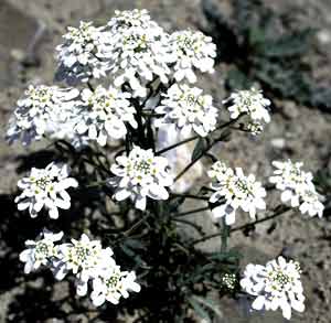 معرفی گل و گیاه: اسیبریس: Iberis amara معرفی گل و گیاه: اسیبریس: Iberis amara