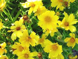 معرفی گل و گیاه: اشرفی پرپر: Coreopsis grandiflora معرفی گل و گیاه: اشرفی پرپر: Coreopsis grandiflora