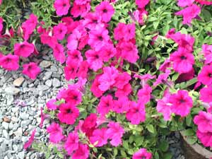 معرفی گل و گیاه: اطلسی: Petunia X hybrida معرفی گل و گیاه: اطلسی: Petunia X hybrida