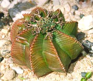 معرفی گل و گیاه: افوربیا: Euphorbia meloformis معرفی گل و گیاه: افوربیا: Euphorbia meloformis