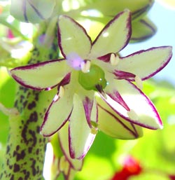 معرفی گل و گیاه: اکومیس: Eucomis bicolor معرفی گل و گیاه: اکومیس: Eucomis bicolor