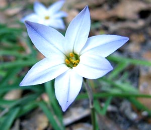 معرفی گل و گیاه:ایفیون: Ipheion uniflorum معرفی گل و گیاه:ایفیون: Ipheion uniflorum