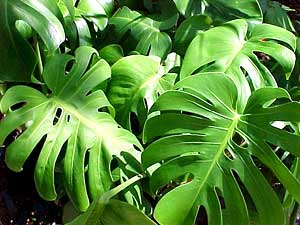 معرفی گل و گیاه:برگ انجیری: Monstera Deliciosa معرفی گل و گیاه:برگ انجیری: Monstera Deliciosa