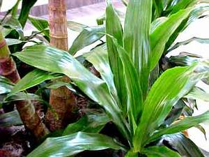 معرفی گل و گیاه:برگ عبائی: Aspidistra elatior معرفی گل و گیاه:برگ عبائی: Aspidistra elatior