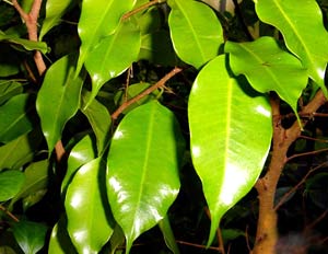 معرفی گل و گیاه:بنجامین: Benjamina معرفی گل و گیاه:بنجامین: Benjamina