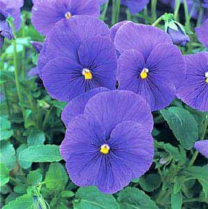معرفی گل و گیاه: بنفشه: Viola X wittrockiana Azure Blue معرفی گل و گیاه: بنفشه: Viola X wittrockiana Azure Blue