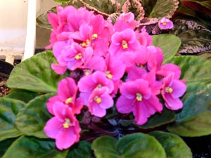 معرفی گل و گیاه:بنفشه آفریقائی: African Violet معرفی گل و گیاه:بنفشه آفریقائی: African Violet