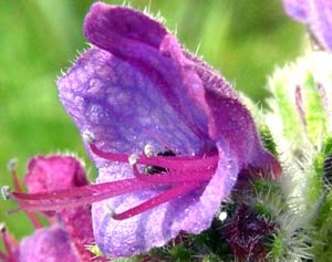 معرفی گل و گیاه:بنفشه دندان سگی: Erythronium dens canis معرفی گل و گیاه:بنفشه دندان سگی: Erythronium dens canis