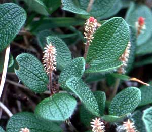 معرفی گل و گیاه:بید خزنده: Salix reticulata معرفی گل و گیاه:بید خزنده: Salix reticulata