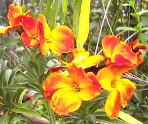 معرفی گل و گیاه:خاکشیر تلخ: Erysimum hieraciifolium Orange Bedder معرفی گل و گیاه:خاکشیر تلخ: Erysimum hieraciifolium Orange Bedder