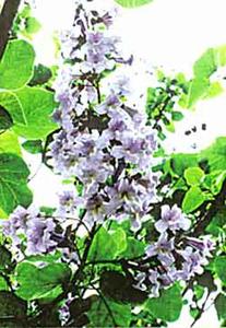 معرفی گل و گیاه:پالونیا: poulownia tomentosa معرفی گل و گیاه:پالونیا: poulownia tomentosa