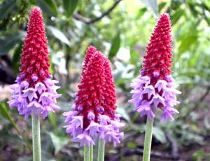 معرفی گل و گیاه:پامچال: primula vialii معرفی گل و گیاه:پامچال: primula vialii