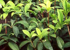 معرفی گل و گیاه:پپرومیا: Peperomia Pereskiifolia معرفی گل و گیاه:پپرومیا: Peperomia Pereskiifolia