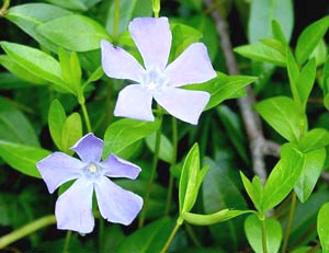 معرفی گل و گیاه:پروانش: Vinca minor معرفی گل و گیاه:پروانش: Vinca minor