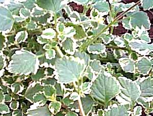 معرفی گل و گیاه:پلكترانتوس: marginatus plectranthus coleoides معرفی گل و گیاه:پلكترانتوس: marginatus plectranthus coleoides