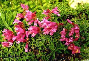 معرفی گل و گیاه:پنستمون: Penstemon isophyllus معرفی گل و گیاه:پنستمون: Penstemon isophyllus