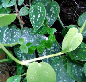 معرفی گل و گیاه:پوتوس طلائی: Scindapsus aurus معرفی گل و گیاه:پوتوس طلائی: Scindapsus aurus