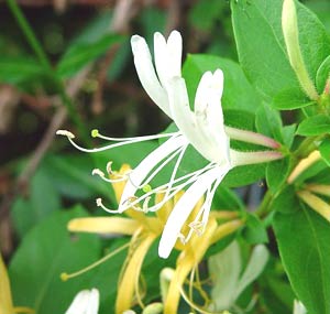 معرفی گل و گیاه:پیچ امینالدولهی: Lonicera japonica معرفی گل و گیاه:پیچ امینالدولهی: Lonicera japonica