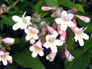 معرفی گل و گیاه:پینک کلود: Kolkwitzia amabilis Pink Cloud معرفی گل و گیاه:پینک کلود: Kolkwitzia amabilis Pink Cloud