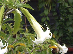 معرفی گل و گیاه:تاتوره: Datura arborea معرفی گل و گیاه:تاتوره: Datura arborea