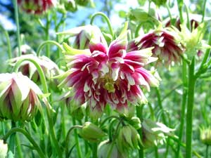 معرفی گل و گیاه:تاجالملوک: Aquilegia vulgaris Nora Barlow معرفی گل و گیاه:تاجالملوک: Aquilegia vulgaris Nora Barlow