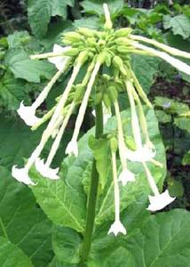 معرفی گل و گیاه:تنباکوی زینتی: Nicotiana Sylvestris معرفی گل و گیاه:تنباکوی زینتی: Nicotiana Sylvestris