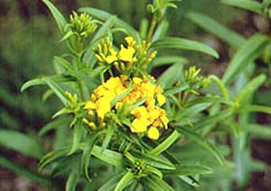 معرفی گل و گیاه:جعفری: Taqetes Gem Series Lemon Gem معرفی گل و گیاه:جعفری: Taqetes Gem Series Lemon Gem