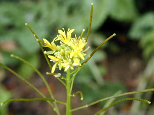 معرفی گل و گیاه:خاکشی: London Rocket معرفی گل و گیاه:خاکشی: London Rocket