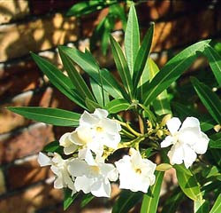 معرفی گل و گیاه:خر زهره: Nerium oleander معرفی گل و گیاه:خر زهره: Nerium oleander
