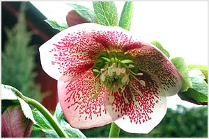 معرفی گل و گیاه:خربق سفید: Helleborus Orientalis معرفی گل و گیاه:خربق سفید: Helleborus Orientalis