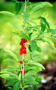 معرفی گل و گیاه:دافنه مزرون: Daphne mezereum معرفی گل و گیاه:دافنه مزرون: Daphne mezereum