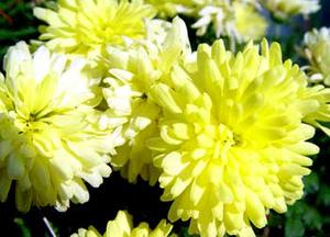 معرفی گل و گیاه:داوودی زرد: Chrysanthemum Marlene jones معرفی گل و گیاه:داوودی زرد: Chrysanthemum Marlene jones
