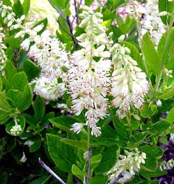 معرفی گل و گیاه:درختچه فلفل شیرین: Clethra alnifolia معرفی گل و گیاه:درختچه فلفل شیرین: Clethra alnifolia