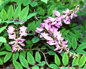 معرفی گل و گیاه:درختچه نیل: indigofera decora معرفی گل و گیاه:درختچه نیل: indigofera decora
