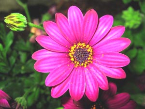 معرفی گل و گیاه:دی مورفوتکا: Osteopermum Jucundum معرفی گل و گیاه:دی مورفوتکا: Osteopermum Jucundum