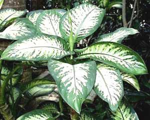 معرفی گل و گیاه:دیفن باخیا: Dieffenbachia amoena معرفی گل و گیاه:دیفن باخیا: Dieffenbachia amoena