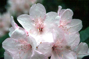 معرفی گل و گیاه:رودودندرون: Rhododendron Pink Pearl معرفی گل و گیاه:رودودندرون: Rhododendron Pink Pearl