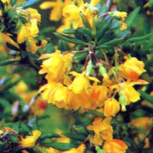 معرفی گل و گیاه:زرشك: Corallina Compacta معرفی گل و گیاه:زرشك: Corallina Compacta