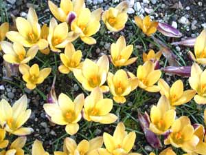 معرفی گل و گیاه:زعفران جامه طلائی: Crocus angustifolius معرفی گل و گیاه:زعفران جامه طلائی: Crocus angustifolius