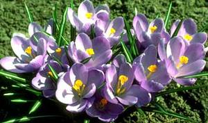 معرفی گل و گیاه:زعفران زینتی: Crocus vernus Queen of the Blues معرفی گل و گیاه:زعفران زینتی: Crocus vernus Queen of the Blues
