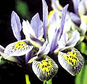 معرفی گل و گیاه:زنبق: Iris Katharine Hodgkin معرفی گل و گیاه:زنبق: Iris Katharine Hodgkin