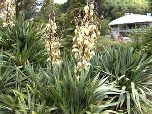 معرفی گل و گیاه: >>>>>> زنگولهای: Yucca Gloriosa معرفی گل و گیاه: >>>>>> زنگولهای: Yucca Gloriosa