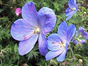 معرفی گل و گیاه: ژرانیوم بنفش: Geranium ibericum معرفی گل و گیاه: ژرانیوم بنفش: Geranium ibericum