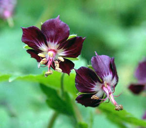 معرفی گل و گیاه: ژرانیوم لب برگشته: Geranium Phaeum معرفی گل و گیاه: ژرانیوم لب برگشته: Geranium Phaeum