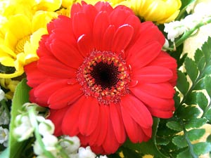 معرفی گل و گیاه: ژربرا: Gerbera jamesonii معرفی گل و گیاه: ژربرا: Gerbera jamesonii