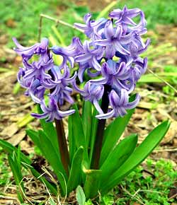 معرفی گل و گیاه: سنبل: Hyacinthus Orientalis معرفی گل و گیاه: سنبل: Hyacinthus Orientalis