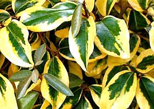 معرفی گل و گیاه: سنجد همیشه سبز: Elaeagnus x ebbingei معرفی گل و گیاه: سنجد همیشه سبز: Elaeagnus x ebbingei