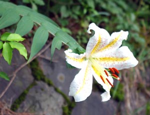 معرفی گل و گیاه: سوسن ژاپنی : Lilium auratum معرفی گل و گیاه: سوسن ژاپنی : Lilium auratum
